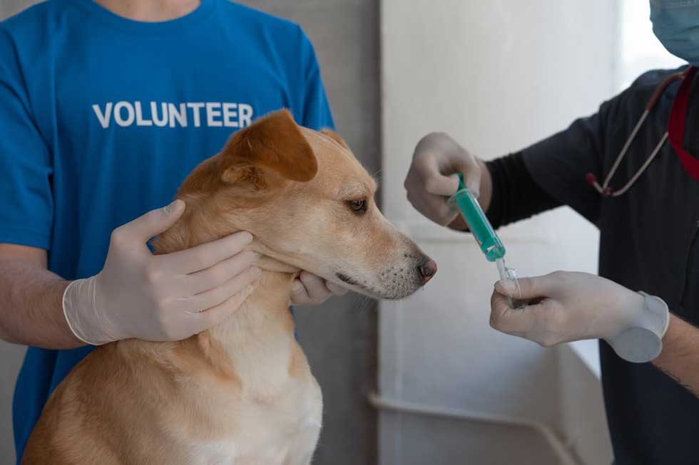 verplichte vaccinaties honden belgie
